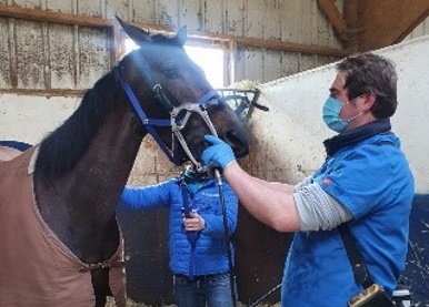 Dentiste pour chevaux, un métier en plein développement - Radio Scoop