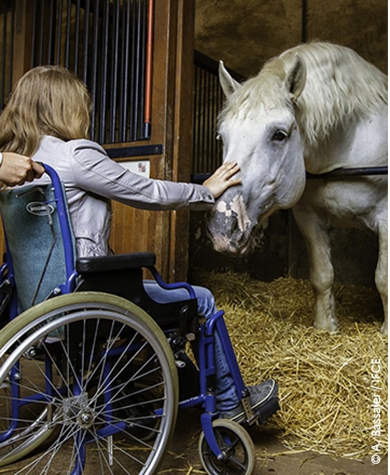 Equiressources offre emploi stage formation filière équine offres